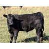 Image 2 : Jake & Ian McNichol - 585# October Delivery Steer Calves - 84 Head (Nokomis, SK)