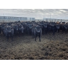 Image 5 : M.S. MacLean Livestock - 870# March Delivery Steers - 163 Head (Coaldale, AB)