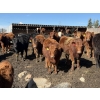 Image 2 : Reid Ranching Cremona - 720# April Delivery Heifers - 88 Head (Cremona, AB)
