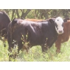 Image 5 : Bar T Livestock - 535# October Delivery Steer Calves - 115 Head (Earl Grey, SK)