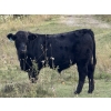 Image 3 : Jason & Melissa Smith - 650# October Delivery Steer Calves - 70 Head (Eckville, AB)