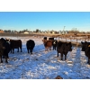 Image 2 : Four Harts Cattle Co. - 1400# Cows - 34 Head (Vermilion, AB)