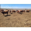 Image 4 : Cattlewood Farms Ltd. - 690# May Delivery Steers - 90 Head (Stirling, AB)