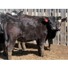 Image 3 : 9X Enterprises - 20 Black Simm/Angus X Replacement Heifers (Millicent, AB)