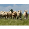 Image 2 : Midpoint Farms - 900# October Delivery Grass Heifers - 70 Head (Drayton Valley, AB)