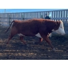 Image 13 : Kelndorfer Farms - 34 2nd & 3rd Calf Red/RBF/RWF Bred Cows (Killam, AB)