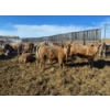 Image 9 : Reilly Lake Ranching - 910# February Delivery Weaned Steers - 68 Head (Lloydminster, AB)