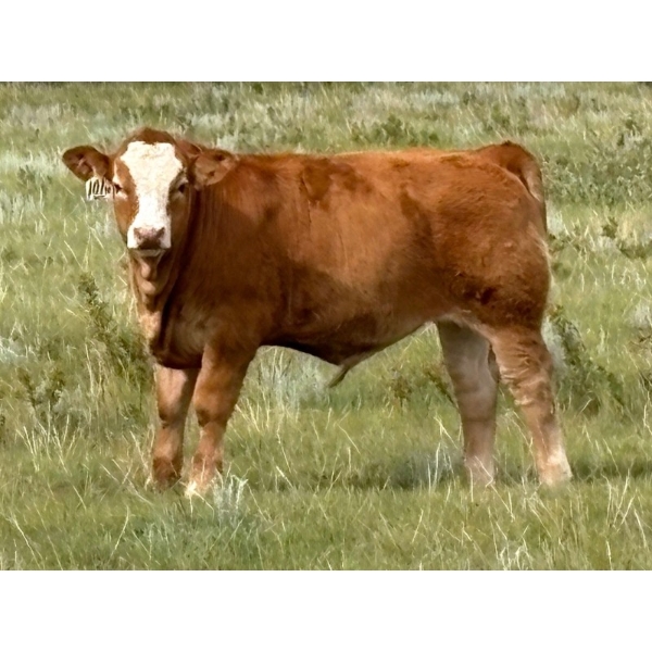 Richard & Bonnie Clubbe - 620# September Delivery Steer Calves - 45 Head (Caron, SK)