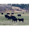 Image 4 : Harpur Ranch - 590# November Delivery Steer Calves - 70 Head (Rock Creek, BC)