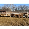 Image 4 : Hawks Haven Ranch - 950# February Delivery Steers - 66 Head (Compeer, AB)