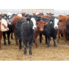 Image 7 : Hebert Livestock Ventures - 665# March Delivery Heifers - 120 Head (Wawota, SK) VBP+