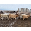 Image 9 : Lowe Ranches - 698# December Delivery Weaned Steers - 92 Head (Nanton, AB)