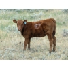 Image 5 : Wolfer Ranching/Wolfer Cattle Co. - 575# October Delivery Heifer Calves - 60 Head (Tilley, AB)