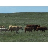 Image 8 : Hecker Farms Ltd. - 600# Steer Calves - 90 Head (Piapot, SK)