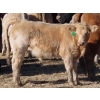 Image 5 : Strickland Cattle Co. - 535# November Steer Calves - 75 Head (Milestone, SK)