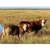 Image 24 : Darcy, Colton & Blake Reinhardt - 700# October Delivery Steer Calves - 88 Head (Nightingale, AB)