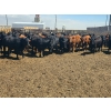 Image 9 : M.S. MacLean Livestock - 950# May Delivery Steers - 98 Head (Coaldale, AB)