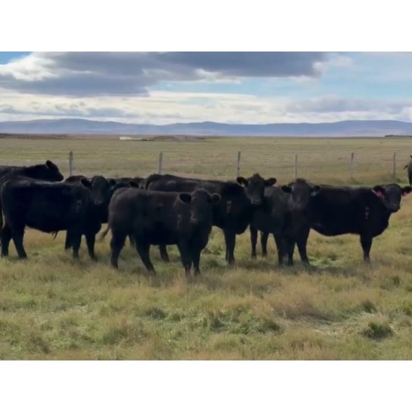 Gerry & Sandy Hansma - 925# October Delivery Grass Heifers - 81 Head (Granum, AB)