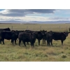 Image 1 : Gerry & Sandy Hansma - 925# October Delivery Grass Heifers - 81 Head (Granum, AB)