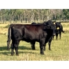 Image 12 : Kings Corner Farms - 40 Open Angus X Cows (Corning, SK)