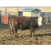 Image 9 : Hawk Ranching - 990# April Delivery Steers - 174 Head (Nanton, AB)