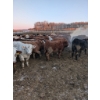 Image 5 : Rice Farms - 950# January Delivery Steers - 125 Head (Lacombe, AB)