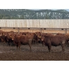 Image 2 : Westwold View Farms - 720# March Delivery Heifers - 86 Head (Westwold, BC)