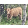 Image 7 : John Bland - 975# September Delivery Grass Heifers - 120 Head (Rimbey, AB)