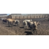 Image 3 : Cattlewood Farms Ltd. - 760# June Delivery Heifers - 35 Head (Swalwell, AB)