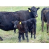 Image 8 : Mt. Sentinel Ranch Ltd. - 540# October Delivery Steer Calves - 115 Head (Longview, AB)