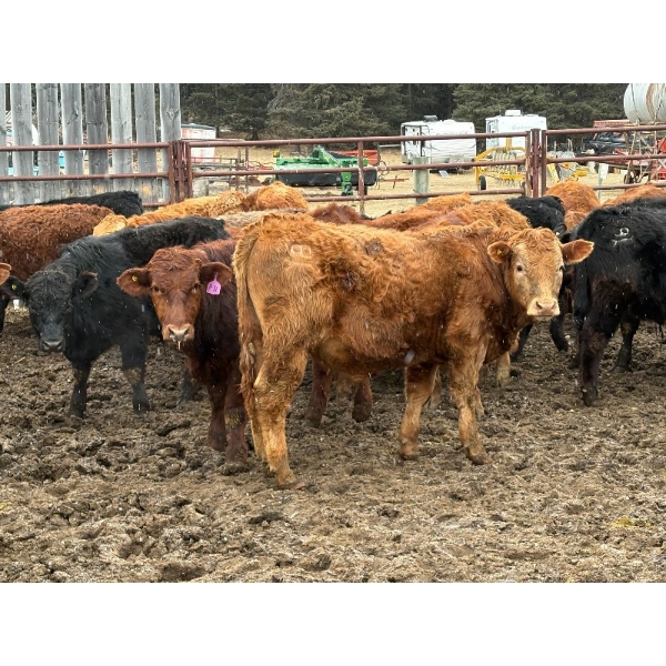 CL Ranches Ltd. - 810# March/April Delivery Steers - 70 Head (Cochrane, AB)