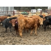 Image 1 : CL Ranches Ltd. - 810# March/April Delivery Steers - 70 Head (Cochrane, AB)