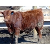 Image 18 : Justin & Kryston Tateson - 900# March Delivery Weaned Steers - 200 Head (Scandia, AB)