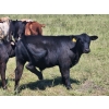 Image 17 : Wunder Farms - 550# October Delivery Steer Calves - 50 Head (Foam Lake, SK)