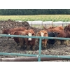 Image 6 : Gonnet Farms - 980# September Delivery Heifers - 160 Head (Onoway, AB)