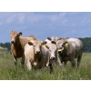 Image 4 : Midpoint Farms - 1025# October Delivery Grass Heifers - 120 Head (Drayton Valley, AB)