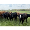 Image 6 : Joe & Colleen Magnuson - 1000# September Delivery Grass Heifers - 124 Head (Winfield, AB)