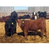 Image 4 : Van Hall Cattle Co. - 1000# April Delivery Steers - 180 Head (Scandia, AB)