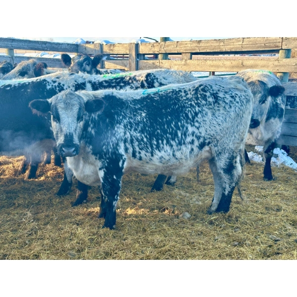Crooked Creek Ranch - 15 Second Calvers (Pen 530)