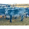 Image 1 : Crooked Creek Ranch - 15 Second Calvers (Pen 530)