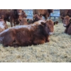 Image 2 : Count Ridge Stock Farms - 5 Red Heifers (Pen 520)