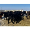 Image 4 : Kris Springer - 50 November Delivery Angus X Bred Heifers (Foam Lake, SK)