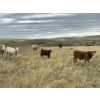 Image 5 : H&K Ranch - 590# October Delivery Steer Calves - 100 Head (Hilda, AB)