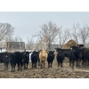 Image 2 : Kleinknecht Cattle Co. - 765# March Delivery Heifers - 68 Head (Manyberries, AB)