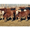 Image 7 : Schunicht Farms - 800# March Delivery Heifers - 220 Head (Strathmore, AB)