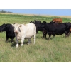 Image 7 : Johnson Livestock - 34 Exotic X Cow/Calf Pairs (Peebles, SK)