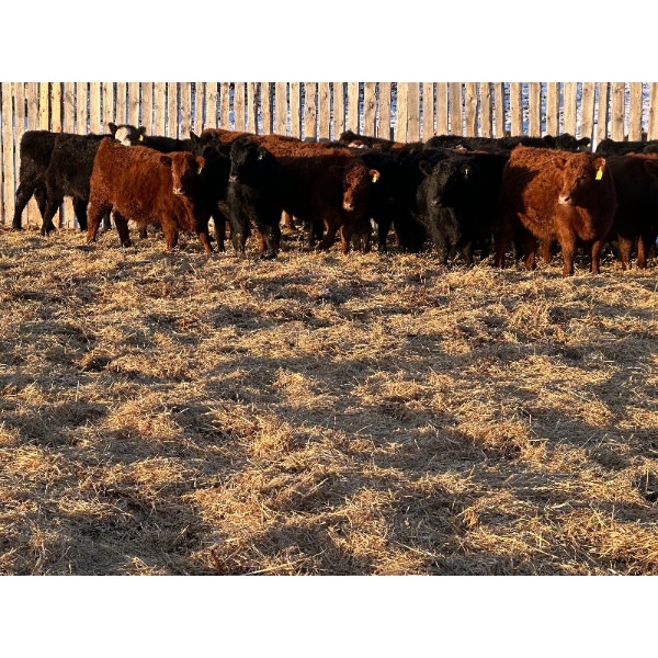South View Ranch - 680# January Weaned Steers - 83 Head (Ceylon, SK)