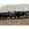 Image 4 : Lobo Ranching - 746# March Delivery Heifers - 80 Head (Madden, AB)