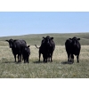 Image 1 : Black Ranch Ltd. - 530# Oct/Nov Delivery Steer Calves - 118 Head (Consul, SK)