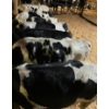 Image 4 : Corner's Pride Farms Ltd. - 875# Holstein Heifers - 20 Head (Chilliwack, BC)